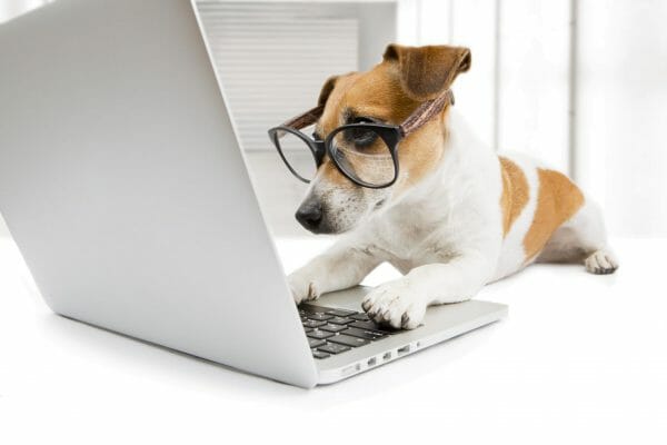 Dog Looking at Computer