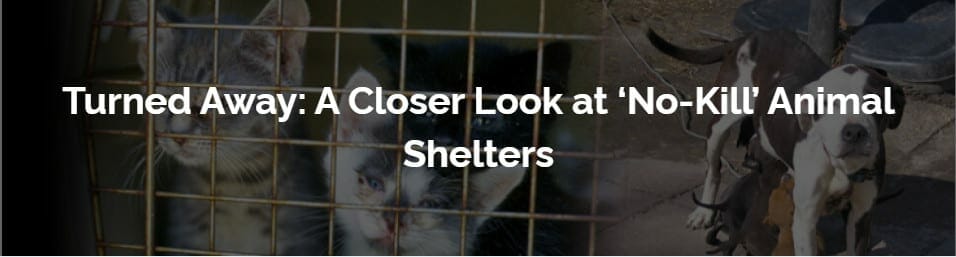 a closer look at no kill animal shelters