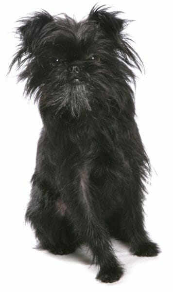 affenpinscher - most hypoallergenic dogs