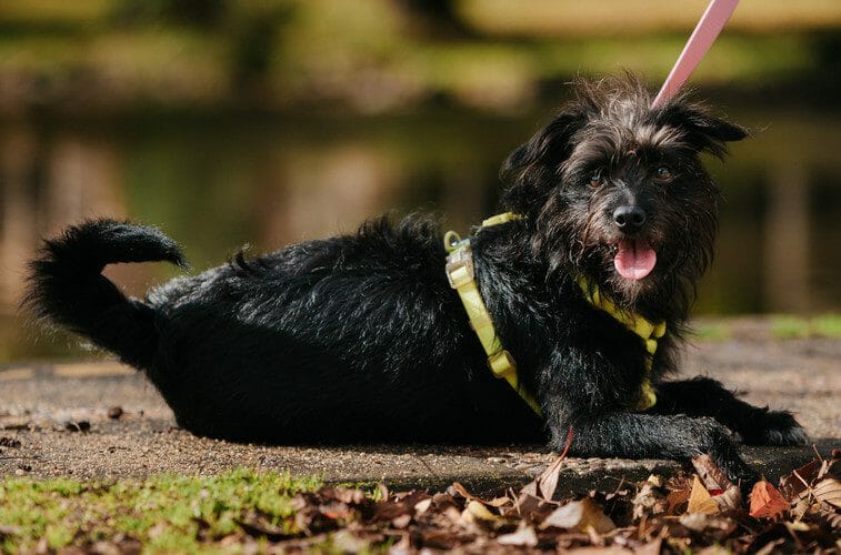 affenpinscher - affenpinscher brown