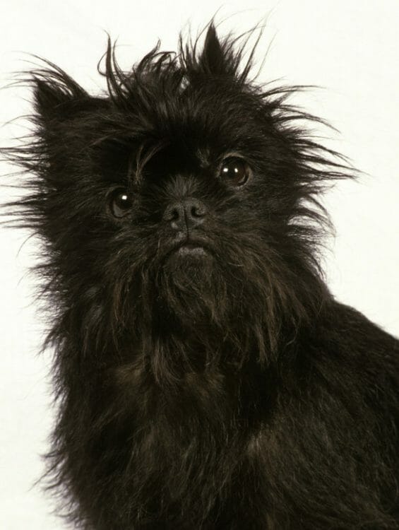 affenpinscher dog - affenpinscher colors