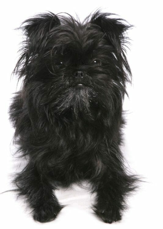 affenpinscher price - affenpinscher vs brussels griffon