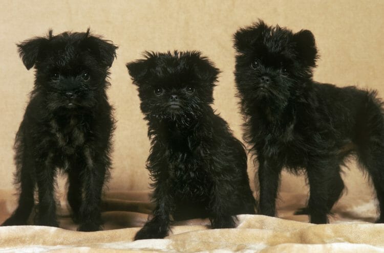 affenpinscher puppies - affenpinscher puppy