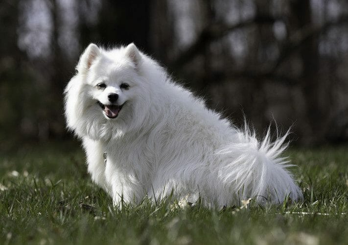 american eskimo dog - mini american eskimo dog