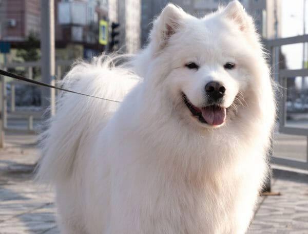 american eskimo dog price - american eskimo dog temperament