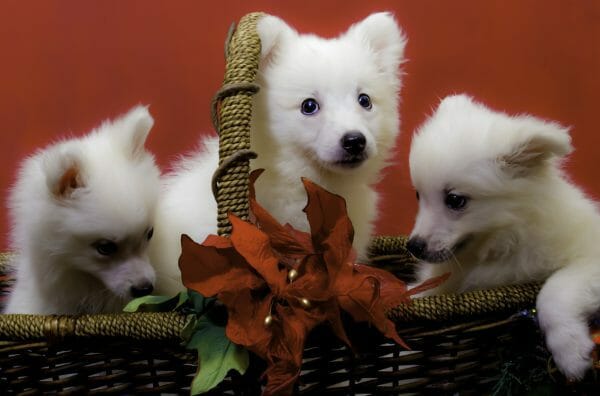 american eskimo dog puppies - toy american eskimo dog