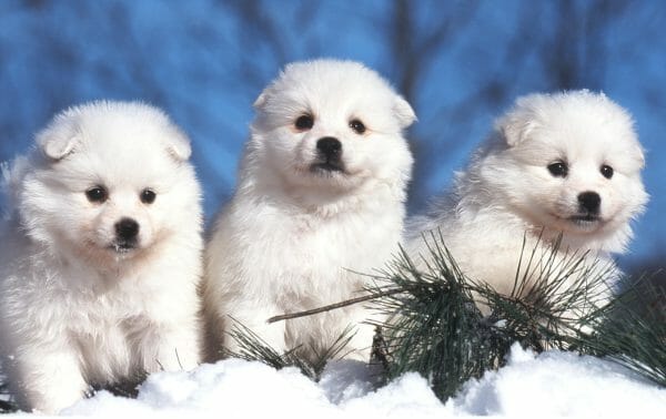 american eskimo dog puppy - miniature american eskimo dog