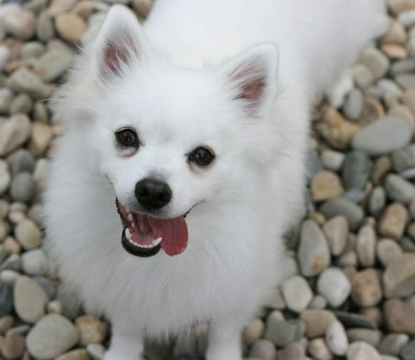 american eskimo dog size - american eskimo dogs