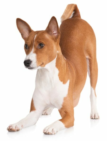 basenji - basenji dog