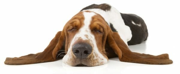 basset hound - basset hound lifespan