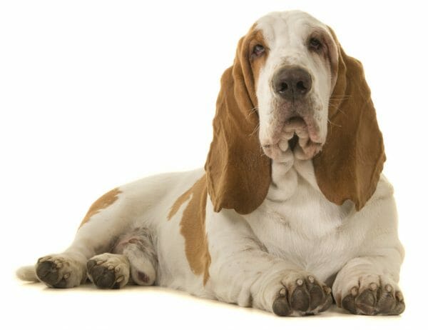 basset hound colors - lemon basset hound