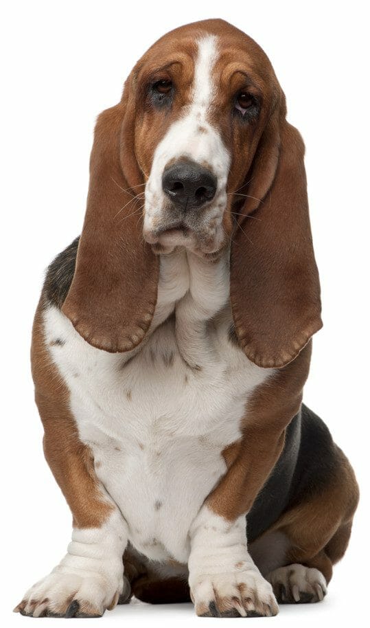 basset hound dog - basset hound weight