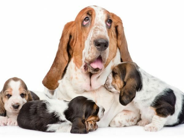 basset hound puppies - newborn basset hound puppies