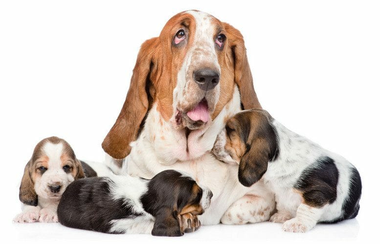 Basset Hound and Puppies