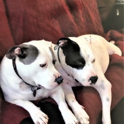 cute dog photo contest winner bonnie and clyde pitbull mixes apr 22