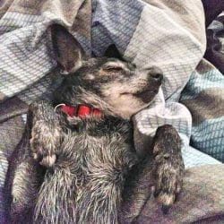 cute dog photo contest winner joby terrier june 2023