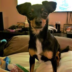 cute dog photo contest winner lily chorkie august 2021