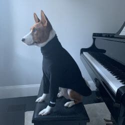 cute dog photo contest winner solo basenji nov 22