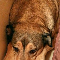 goodpooch cute dog photo contest winner yogi mixed breed october 2023