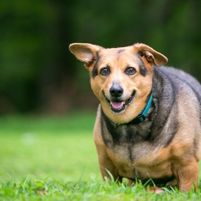 obese dog transformation - consequences of obesity in dogs