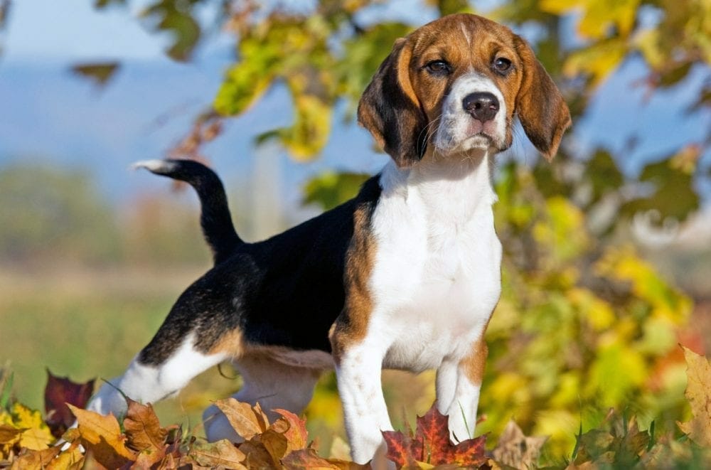 beagle - beagle dog