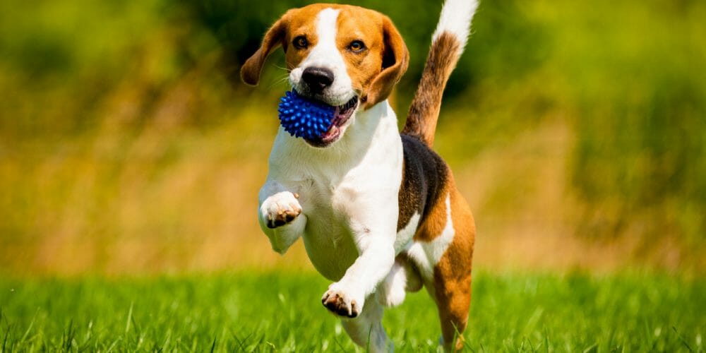 beagle dog - beagle dogs