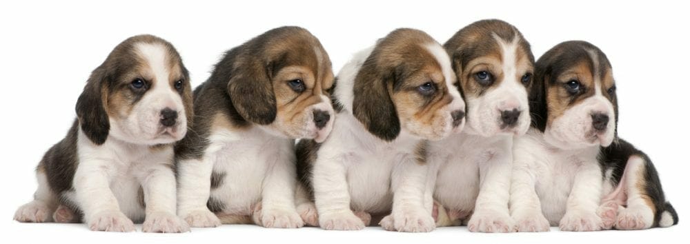 beagle puppy - beagle puppies