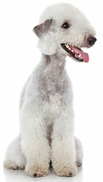 bedlington terrier - best hypoallergenic dogs