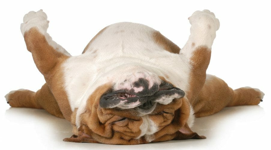 benadryl for dogs - can you give a dog benadryl