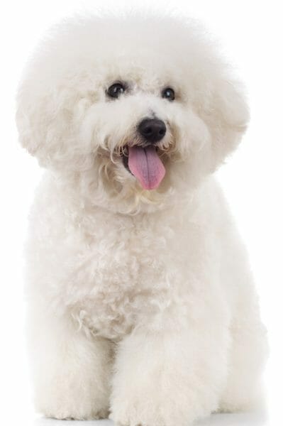 bichon frise - bichon frise puppies