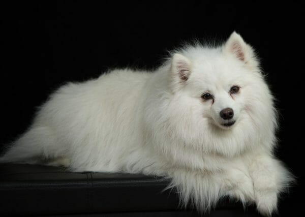 black american eskimo dog - american eskimo dog vs samoyed