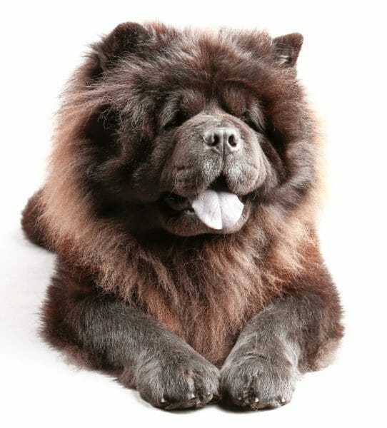 black chow dog - chow chow dog breed