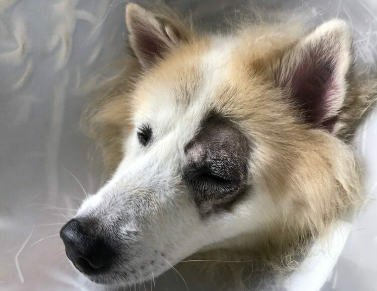 black eyelid mass on dogs - dog eyelid mass surgery