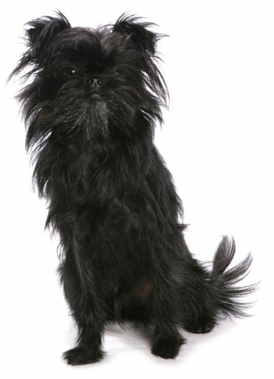 brown affenpinscher - brussels griffon vs affenpinscher