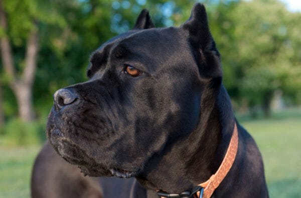 cane corso black