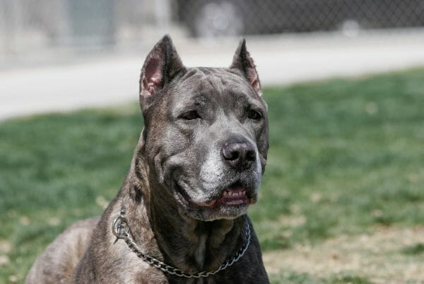 cane corso blue