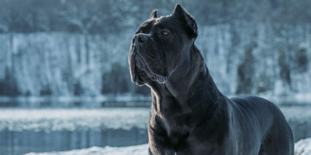 cane corso dog