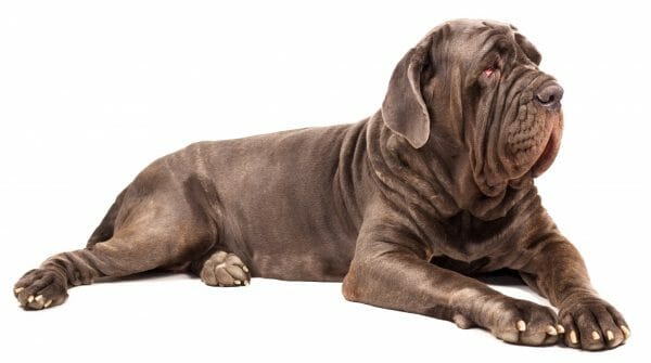 cane corso italian mastiff