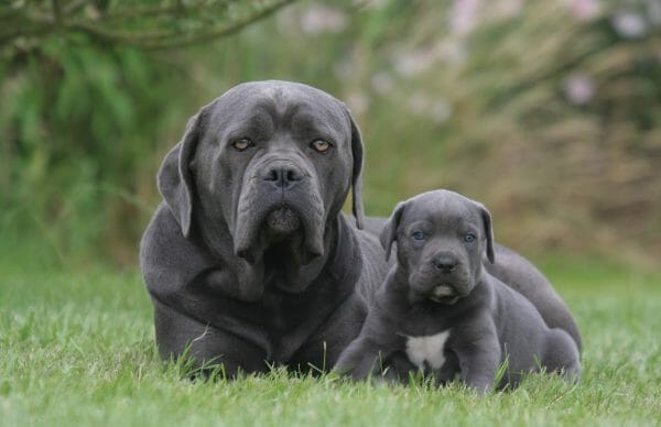 cane corso puppies