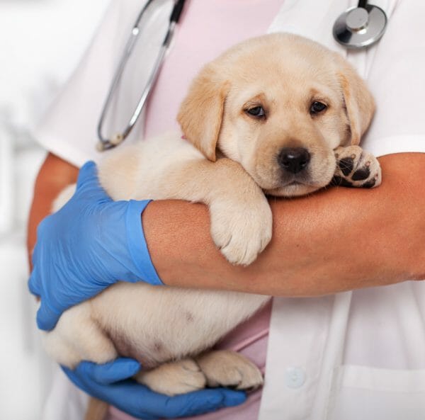 canine enteric coronavirus - canine coronavirus vaccine side effects