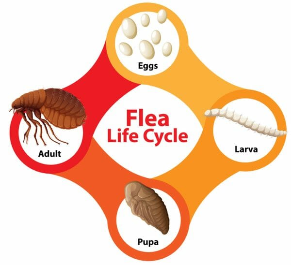 cat flea infestation - flea infestation on humans