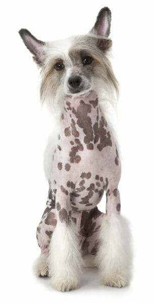 chinese crested dog - hypoallergenic dog