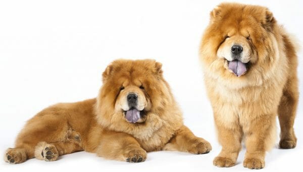 chow chow dog - chow dogs