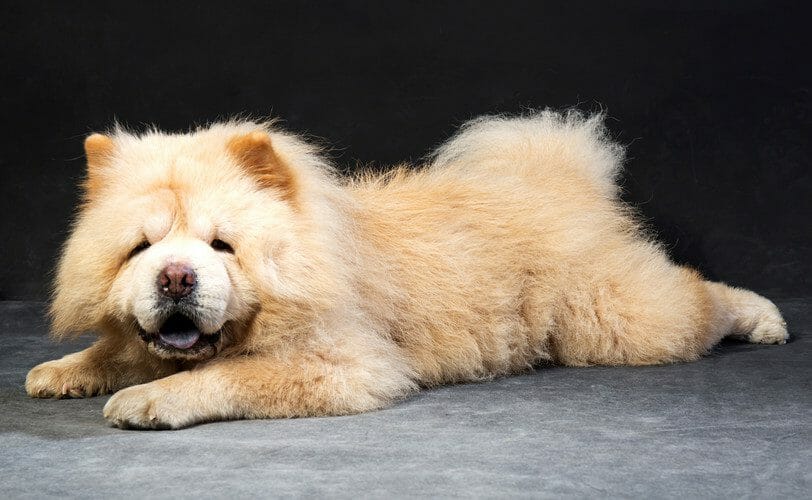 chow chow - dog chow