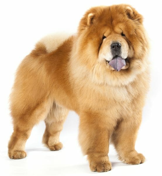 chow dog breed - chow chow dogs