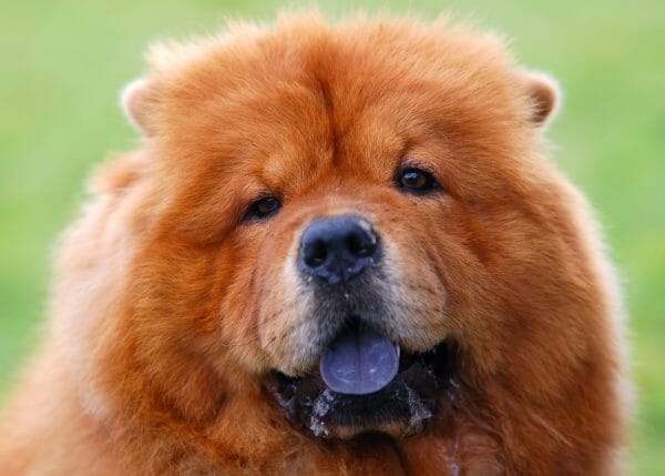 chow dog tongue - chow dog