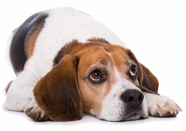 cushing syndrome in dogs - when to put a dog down with cushing's disease