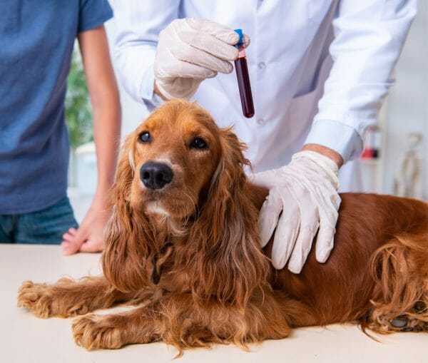cushings in dogs - cushings in dogs treatment