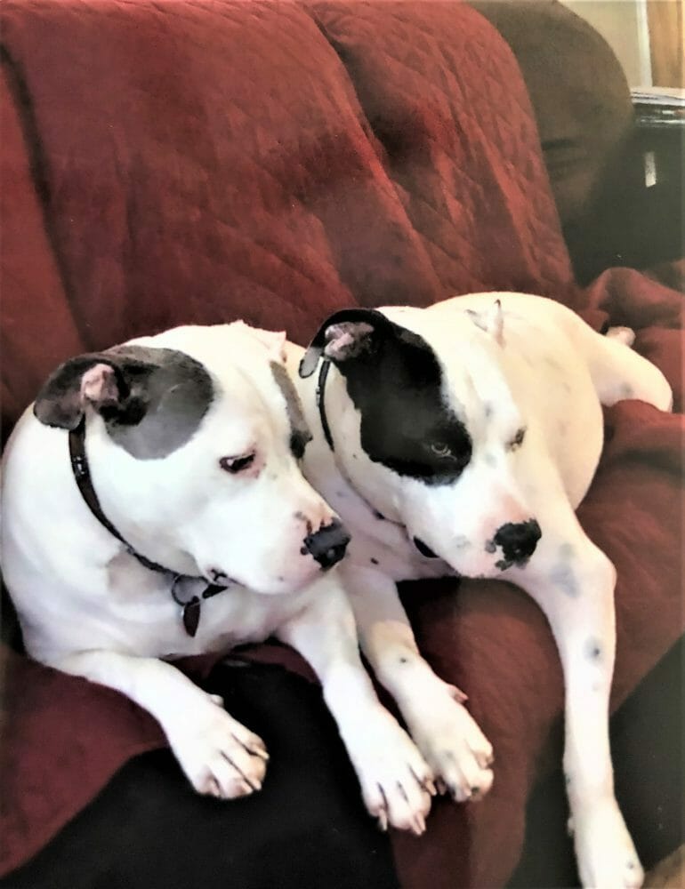 cute dog photo contest winner bonnie and clyde pitbull mixes apr 22