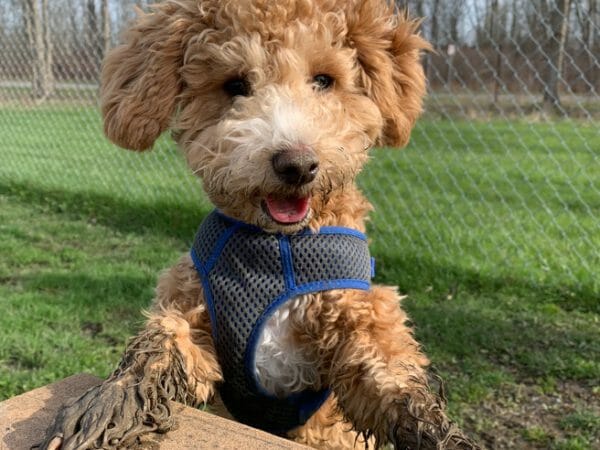 cute dog photo contest winner diesel bichon poodle mar 2023